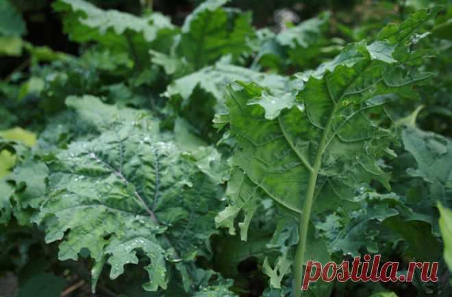 7 продуктов, которые сотворят чудо с вашей кожей. Клуб кулинаров.