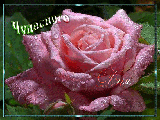 Цветы