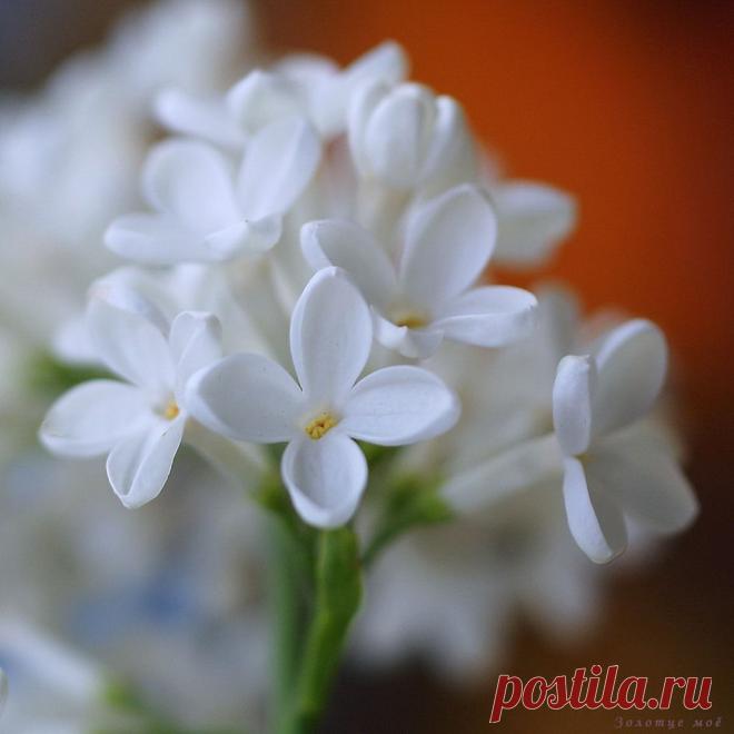 0_60cdf_ad9300fa_XXL.jpg (1024×1024)