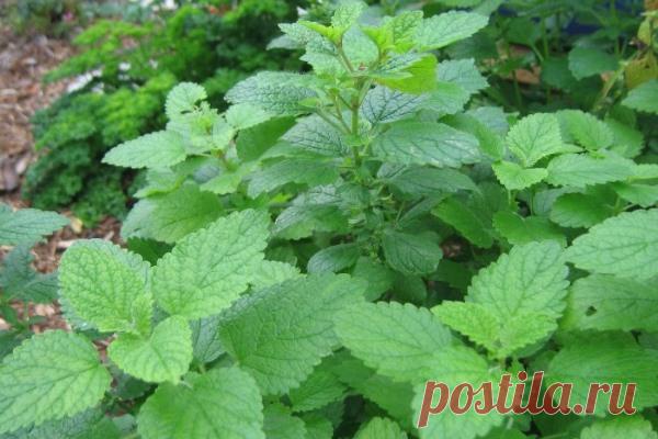 Терапевтические свойства растения мелисса 
В народе мелиссу часто называют лимонной мятой за своеобразный аромат и горьковатый вкус. Правда, прежде всего растение с давних пор ценят за его терапевтические свойства. Какие есть терапевтические …