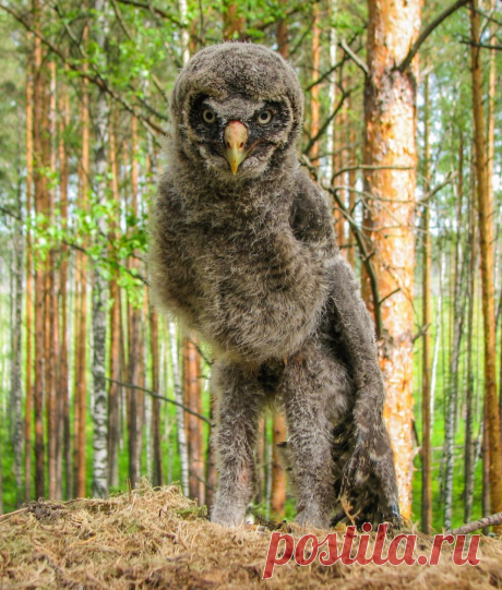 Инопланетянин — National Geographic Россия