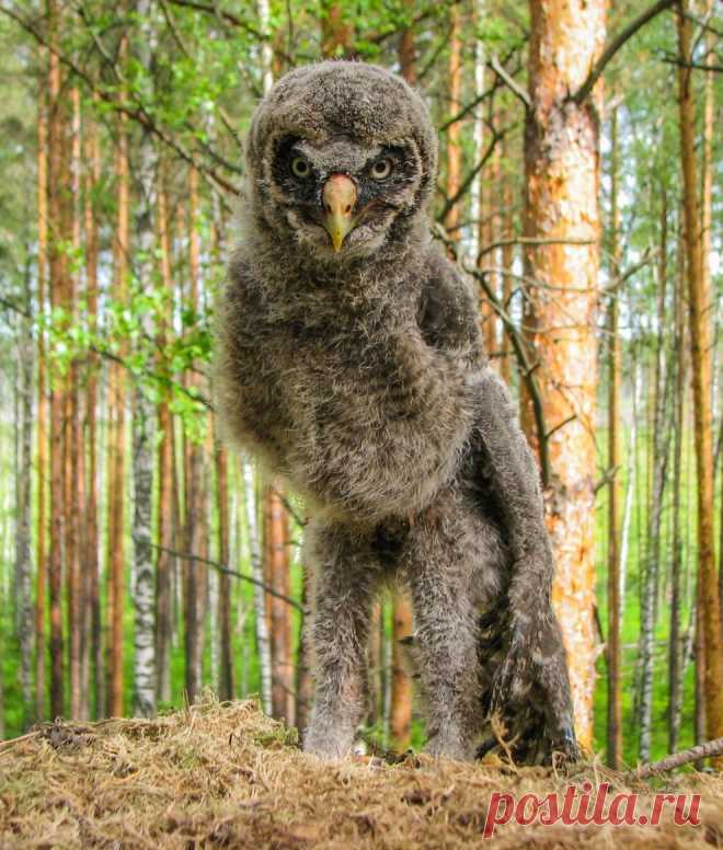 Инопланетянин — National Geographic Россия