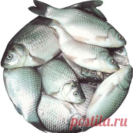 Главный принцип карася