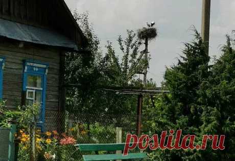 Секреты ароматного сада: как превратить участок в благоухающий рай. Чтобы запахи менялись в течение сезона, комбинируйте многолетники и однолетники.
