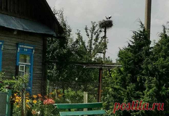 Что нужно сделать в саду до первых заморозков: совет, который убережет от проблем. Несколько простых советов, которые избавят от лишних хлопот и защитят деревья, кусты и почву от известных проблем.