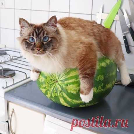 Хочу арбуз!!!