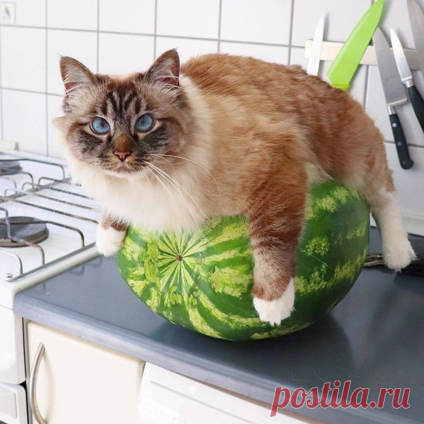 Хочу арбуз!!!