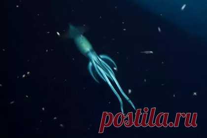 На дне моря заметили загадочное существо крупнее человека. Во время экспедиции в Красном море морские биологи из организации OceanX наткнулись на кальмара, который превосходил по размерам человека. Это произошло, когда они при помощи автоматического подводного аппарата осматривали обломки затонувшего в 2011 году парома «Пелла». Идентифицировать кальмара удалось спустя год.