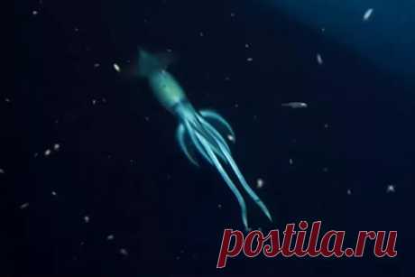 На дне моря заметили загадочное существо крупнее человека. Во время экспедиции в Красном море морские биологи из организации OceanX наткнулись на кальмара, который превосходил по размерам человека. Это произошло, когда они при помощи автоматического подводного аппарата осматривали обломки затонувшего в 2011 году парома «Пелла». Идентифицировать кальмара удалось спустя год.