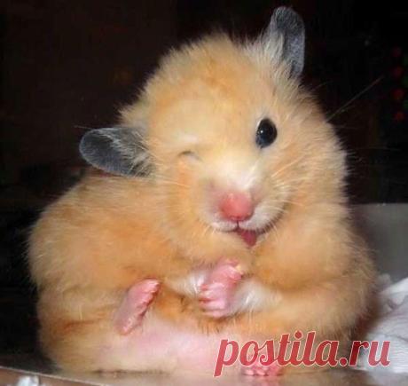 (106) На този ден