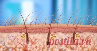 Эти 6 витаминов жизненно необходимы для волос! Только устранив их дефицит, вы остановите выпадение волос! - Страница 3 из 3 5. Фолиевая кислота: Это еще один чудесный компонент группы витамина В. Этот витамин играет важную роль в том, чтобы наши волосы были более густыми и яркими, одновременно увеличивая блеск. А также помогает в борьбе против седины. Любой из источников, которые обеспечивает витамины группы B, также будет содержать фолиевую кислоту в качестве основного ко...