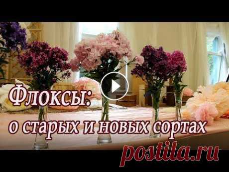 О флоксах, о сортах, о группах сортов рассказывает Светлана Воронина - куратор выставки "Мир флоксов" в Ботаническом саду Петра Великого (Са...