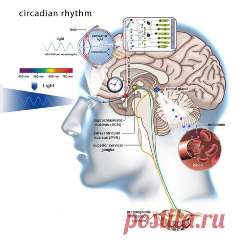 Циркадные ритмы: Как режим питания влияет на похудение