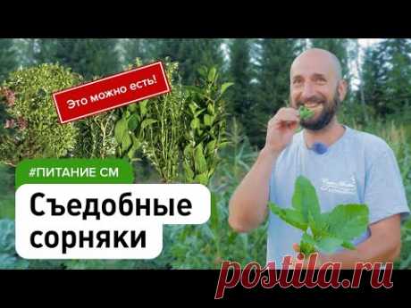Пища, которая сама растёт у нас под ногами. Съедобные сорняки дикоросы #питание_см