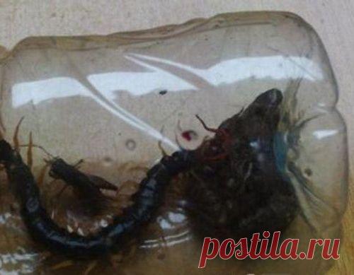 ЯДОВИТАЯ МАГИЯ ГУ: ВСЕСИЛЬНАЯ ТВАРЬ ИЗ ГОРШКА