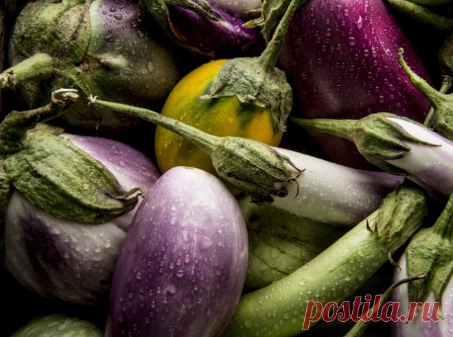 Польза и вред баклажанов для здоровья человека