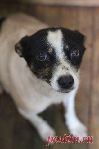 Помощь бездомным животным г.Минска!