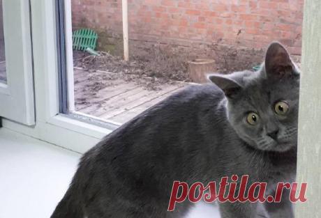 Кот Федя из Ростова с необычной внешностью стал мировой звездой: фото