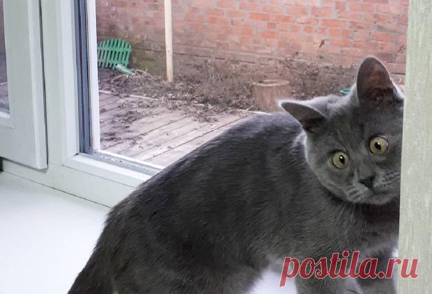 Кот Федя из Ростова с необычной внешностью стал мировой звездой: фото