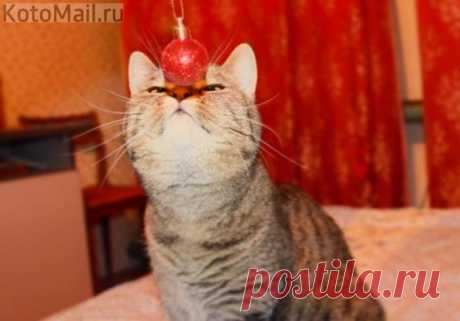 Трюкач