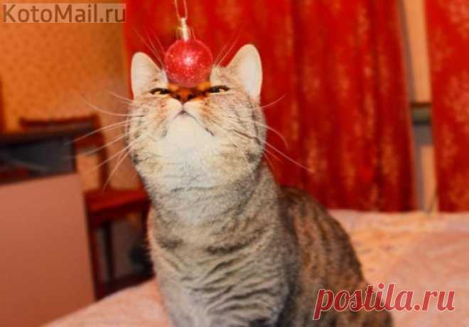Трюкач