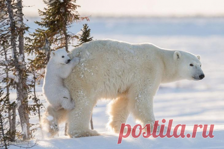 Фотографии дикой природы