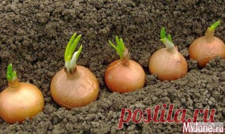 Татьяна Рузина – Google+