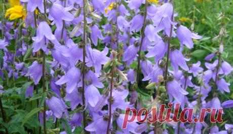 Колокольчик голубой - аденофора