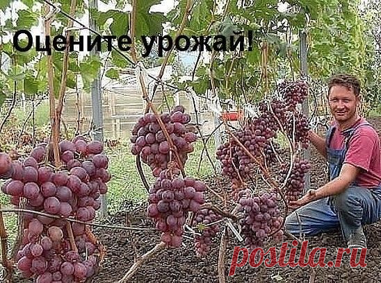 СПОСОБЫ ПРИВИВКИ ПЛОДОВЫХ ДЕРЕВЬЕВ

Способ прививки за кору применяют, когда к взрослой или старой яблони хотят привить один или несколько новых (более зимостойких, урожайных или устойчивых к болезням) сортов.

Тогда большинство скелетных (основных) ветвей дерева спиливают на расстоянии от 70 сантиметров до 1 метра от ствола и прививают к ним ветви. При таком способе прививки очень важно оставить две-три скелетные ветви необрезанными, чтобы они "тянули сок"