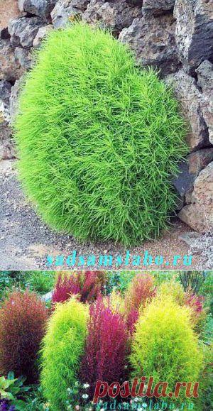 Кохия,фото,посадка, выращивание,уход.