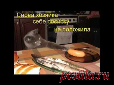 Котоматрицы с кулинарным уклоном, видео, юмор | Со вкусом