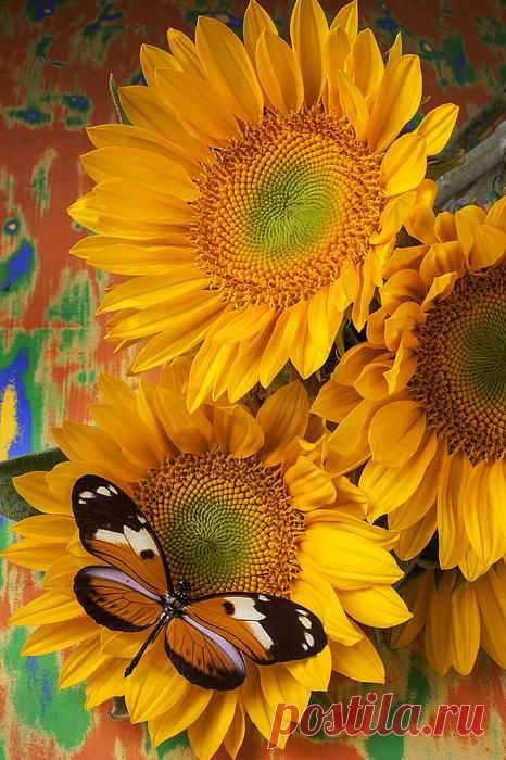 Orange black butterfly and sunflowers Greeting Card by Garry Gay