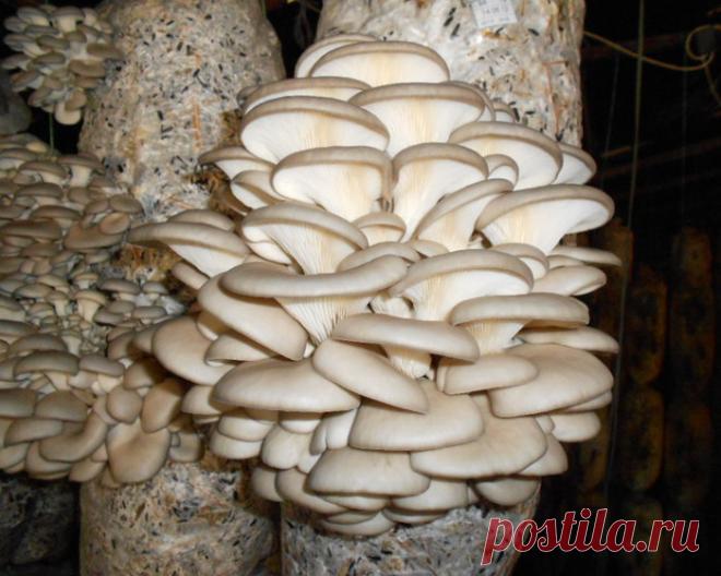 Домашний уют | Записи в рубрике Домашний уют | Дневник LediLana 