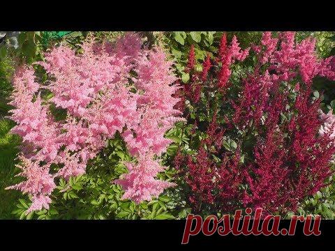 Астильбы на садовом участке - выращивание и уход. Виды и сорта, посадка