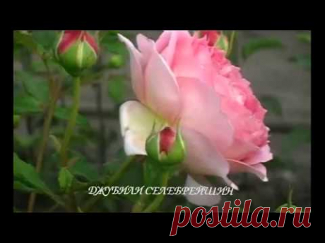 ФИЛЬМ 3 ЖИВЫЕ РОЗЫ ЯПОНСКИЙ САКСОФОН