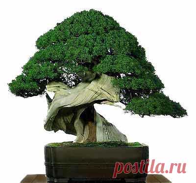 Andrew Kuypers приколол(а) это к доске bonsai & terrariums / | Pinter…