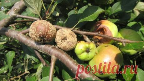 Яблоки гниют на ветках: как побороть плодовую гниль (монолиоз) и сохранить урожай | На земле | Пульс Mail.ru Взрослые яблони дают стабильный урожай, окрепшие деревья нуждаются в минимальном уходе, достаточно проводить профилактическую обработку весной и...