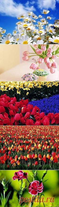 Красивые Цветы