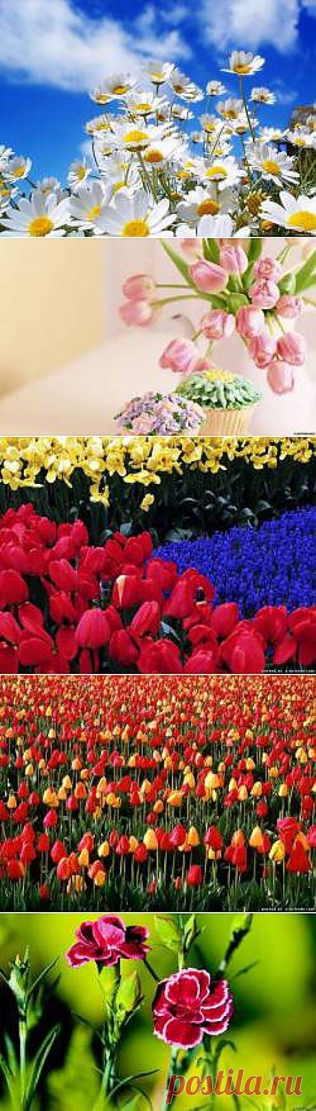 Красивые Цветы