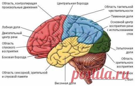 Про человеческий мозг
