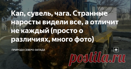 Кап, сувель, чага. Странные наросты видели все, а отличит не каждый (просто о различиях, много фото)