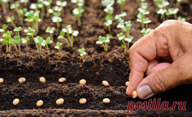 Какие работы на даче и в огороде можно проводить в июне: удачные и неудачные дни — Дачный участок