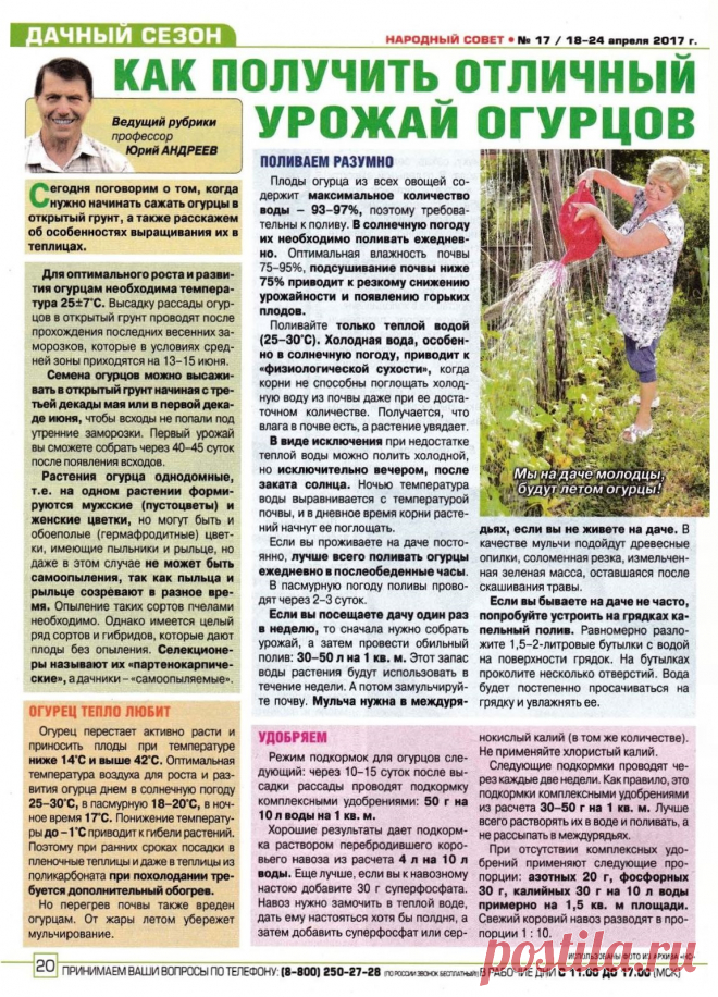 Как получить отличный урожай огурцов