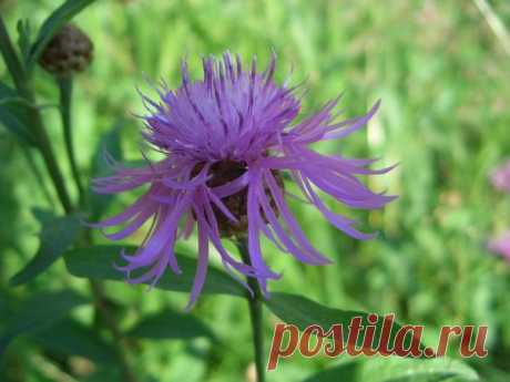 Лето | Фотографии Ксюша Ксюшина | 201 фото