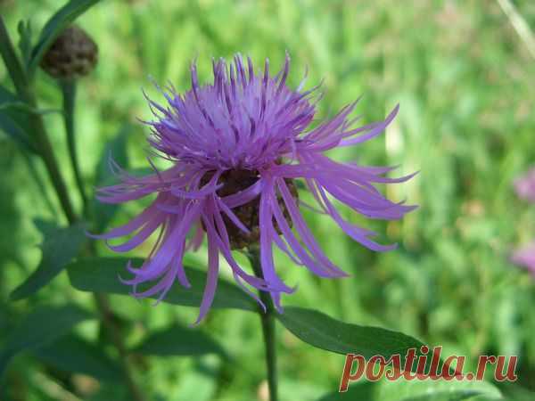 Лето | Фотографии Ксюша Ксюшина | 201 фото