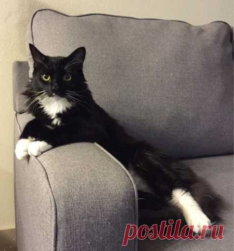 27 котов, которые любят сидеть по-человечески