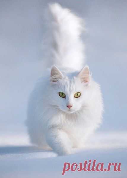 Кот-Альбинос