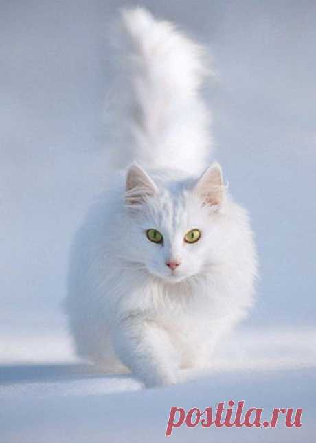 Кот-Альбинос