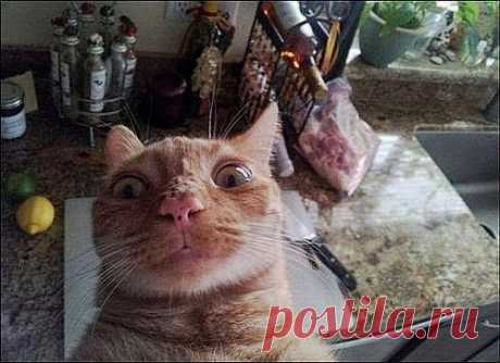 Кошачьи самострелы | Четвероногий юмор