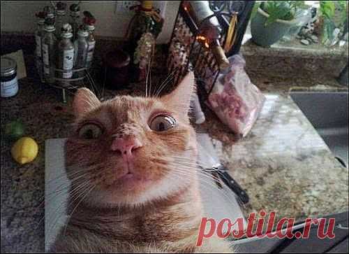 Кошачьи самострелы | Четвероногий юмор